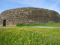 Blumenwiese vor Grianan of Aileach Stonefort - Co. Donegal